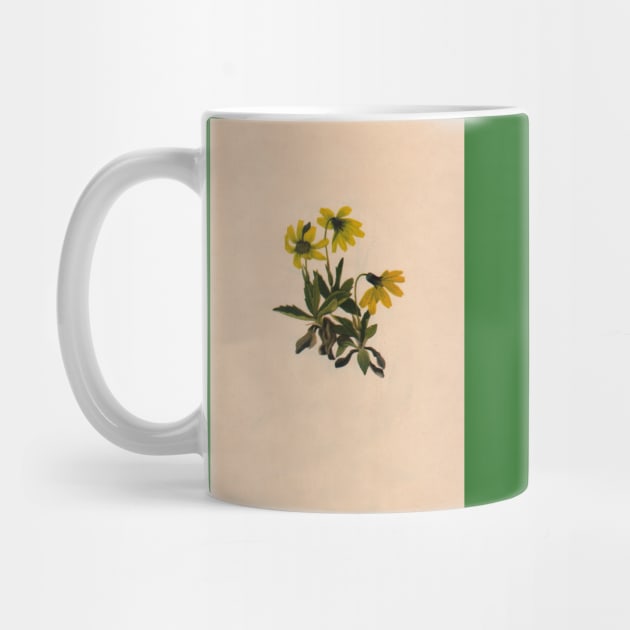 Lake Louise Arnica-Vintage Print-North American Wild Flower-Art Prints-Mugs,Cases,Duvets,T Shirts,Stickers,etc by born30